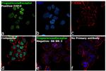 Progesterone Receptor Antibody in Immunocytochemistry (ICC/IF)