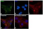 PKC lambda/iota Antibody in Immunocytochemistry (ICC/IF)