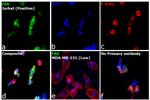 FAS Antibody