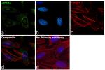 eIF4A1 Antibody in Immunocytochemistry (ICC/IF)