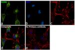 NUMB Antibody in Immunocytochemistry (ICC/IF)