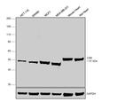 CSK Antibody in Western Blot (WB)