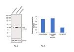 CSK Antibody in Western Blot (WB)