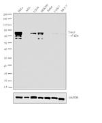 CRTC3 Antibody in Western Blot (WB)