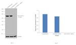 CRTC3 Antibody in Western Blot (WB)