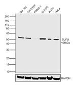 SUFU Antibody in Western Blot (WB)