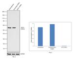 SUFU Antibody