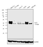 TCF7 Antibody in Western Blot (WB)