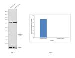 DARPP-32 Antibody in Western Blot (WB)