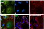 NQO1 Antibody