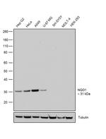 NQO1 Antibody