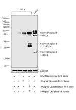 Caspase 8 (Cleaved Asp391) Antibody