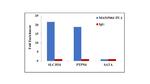 PU.1 Antibody in ChIP Assay (ChIP)