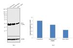 Bcl-xL Antibody in Western Blot (WB)