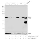 IkB alpha Antibody in Western Blot (WB)