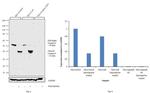 Caspase 8 Antibody