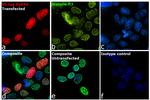 V5 Tag Antibody in Immunocytochemistry (ICC/IF)