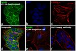 EphB4 Antibody