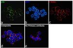 LCK Antibody in Immunocytochemistry (ICC/IF)