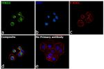 TYRO3 Antibody in Immunocytochemistry (ICC/IF)