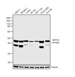 Cytokeratin 19 Antibody in Western Blot (WB)