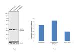 Cytokeratin 19 Antibody in Western Blot (WB)