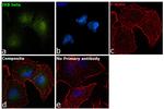 IkB beta Antibody in Immunocytochemistry (ICC/IF)