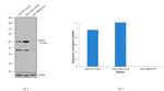 SMAD4 Antibody in Western Blot (WB)