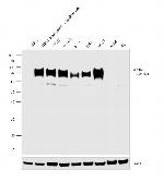 B7-H3 Antibody in Western Blot (WB)