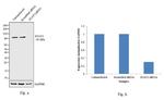 STAT3 Antibody in Western Blot (WB)