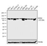 MSH2 Antibody in Western Blot (WB)