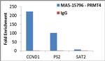 PRMT4 Antibody in ChIP Assay (ChIP)