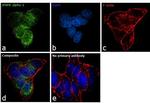 AMPK alpha-1 Antibody in Immunocytochemistry (ICC/IF)