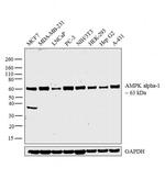 AMPK alpha-1 Antibody in Western Blot (WB)