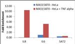 NFkB p50 Antibody