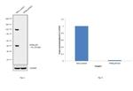 NFkB p50 Antibody in Western Blot (WB)