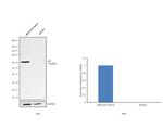 AIF Antibody