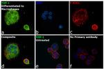 MMP9 Antibody in Immunocytochemistry (ICC/IF)