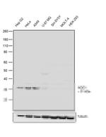 NQO1 Antibody in Western Blot (WB)