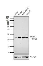 TFAM Antibody in Western Blot (WB)