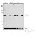 IkB alpha Antibody in Western Blot (WB)