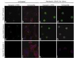 Caveolin 1 Antibody in Immunocytochemistry (ICC/IF)