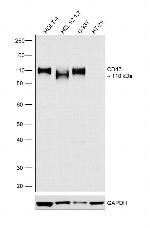 CD43 Antibody