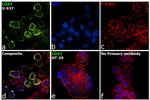 CD43 Antibody in Immunocytochemistry (ICC/IF)