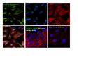 Vimentin Antibody in Immunocytochemistry (ICC/IF)