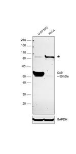 Carbonic Anhydrase IX Antibody in Western Blot (WB)