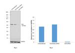 Carbonic Anhydrase IX Antibody in Western Blot (WB)