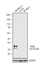 PMEL Antibody in Western Blot (WB)