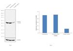 CaMKIV Antibody in Western Blot (WB)