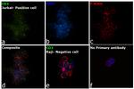 CD3 Antibody in Immunocytochemistry (ICC/IF)